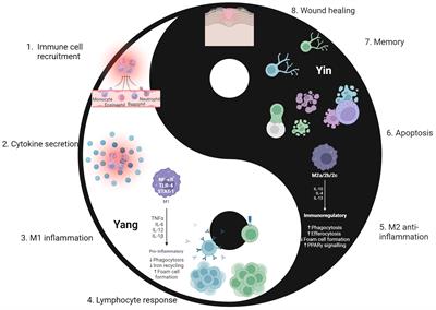 Into the storm: the imbalance in the yin-yang immune response as the commonality of cytokine storm syndromes